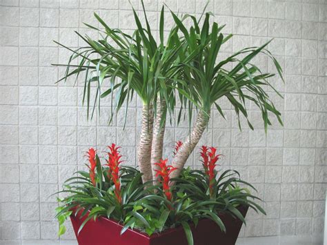 Tropical House Plants for Your Garden Room | Interior ...