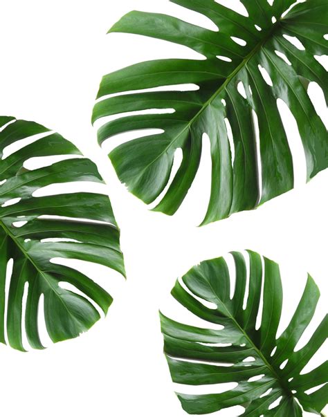 Tropical Leaf Printable Art Monstera leaves Tropical | A&A ...