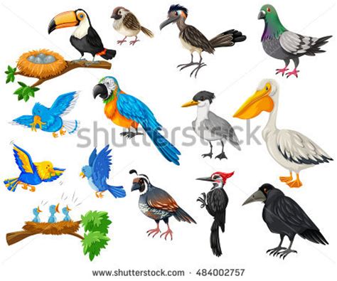 Tropical Parrot Set Colored Feathers Wings Stock Vector ...