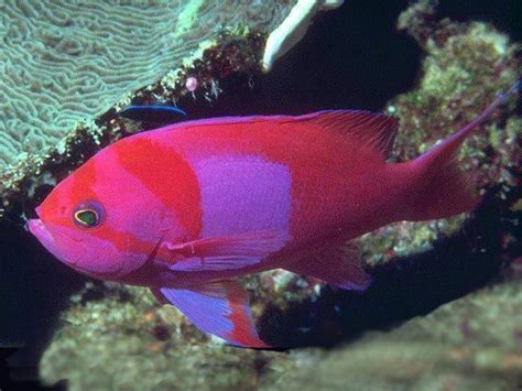 Tropical Pink Fish   Fish Picture