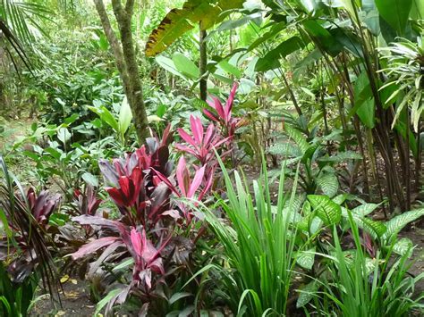 >TROPICAL PLANTS AND CENTRAL TEXAS | Central Texas Gardening
