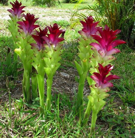 tropical plants pictures and names | Curcuma – The ...