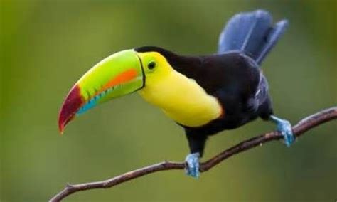 Tropical Rainforest Birds   Bing images | Tropical ...