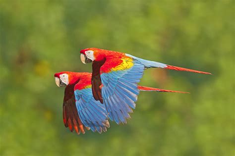 Tropical Rainforest Birds Flying | www.pixshark.com ...