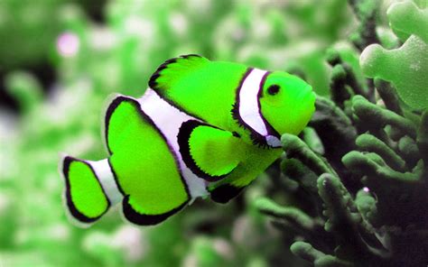 Tropische vis groen met strepen | HD Wallpapers