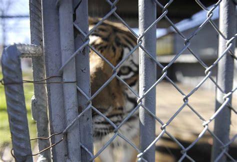 Truck stop tiger raises legal controversy in Grosse Tete ...