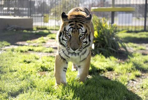 Truck stop tiger raises legal controversy in Grosse Tete ...