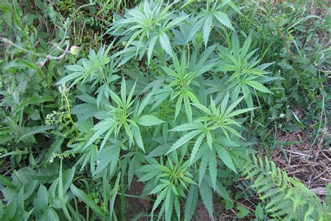 Trucos para cultivar marihuana   Grow Shop Cogolandia