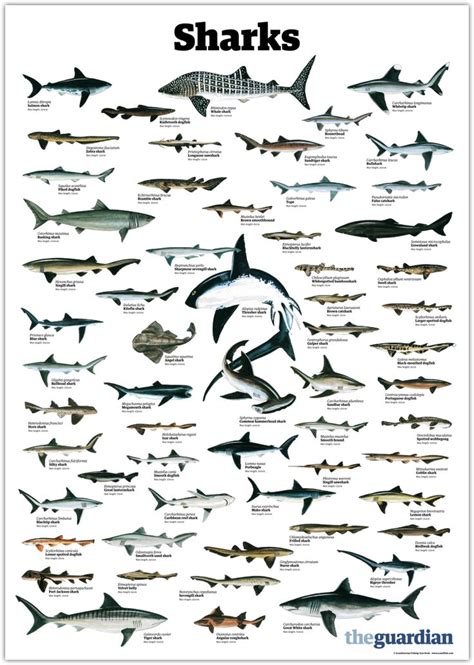 trynottodrown: a few different shark species  full size ...