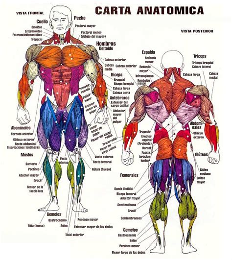 Tu gimnasio en la red: Los músculos del cuerpo humano ...
