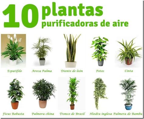 TU PLANTA INTERIOR: 10 Plantas Purificadoras de Aire que ...