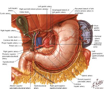 Tu Preparador de Anatomía: Arterias del Estómago ...