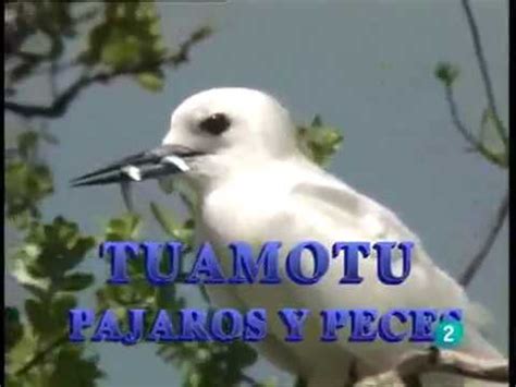 Tuamotu pájaros y peces  Otros pueblos    YouTube