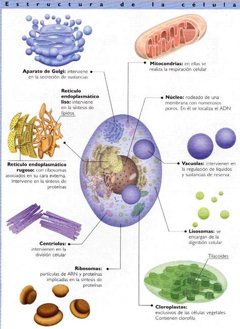 tubiologia: Las Células