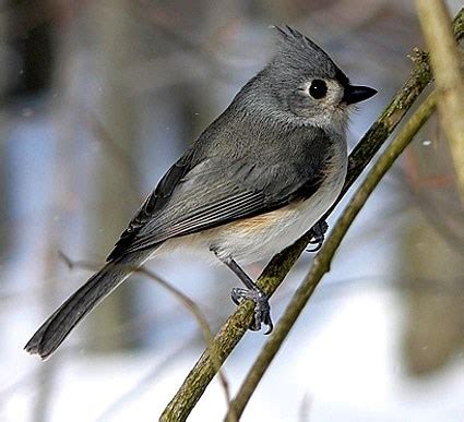 Tufted Titmouse, Identification, All About Birds   Cornell ...