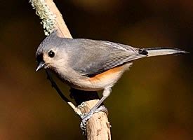 Tufted Titmouse, Identification, All About Birds   Cornell ...