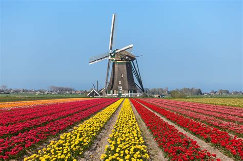 Tulip Fields Cycling Holiday | Leisurely Cycling | 4 Nights