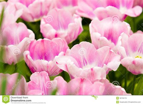 Tulipanes Coloridos. Flores Hermosas De La Primavera ...