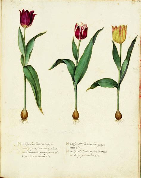 Tulipomanía: La Fiebre de los Tulipanes  I    Rankia