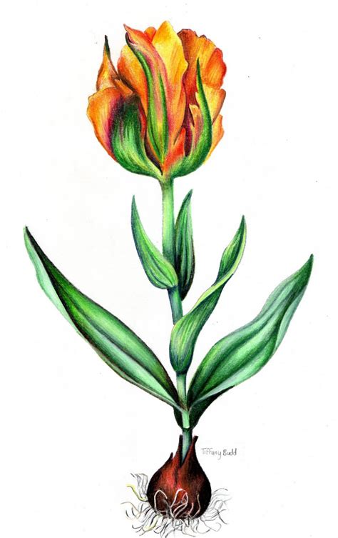 Tulipomanía: La Fiebre de los Tulipanes  II    Rankia