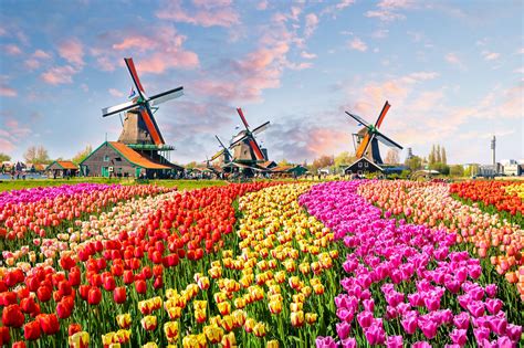 Tulpenblüte in Holland   Erlebt das Naturspektakel