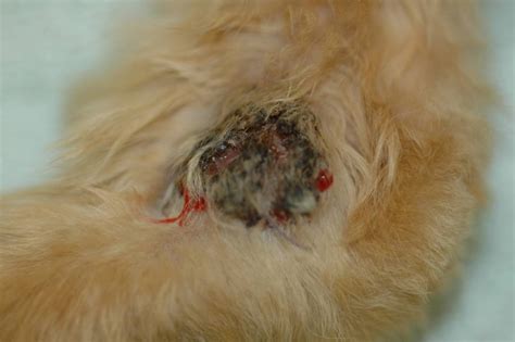 Tumor: Dog Skin Tumors