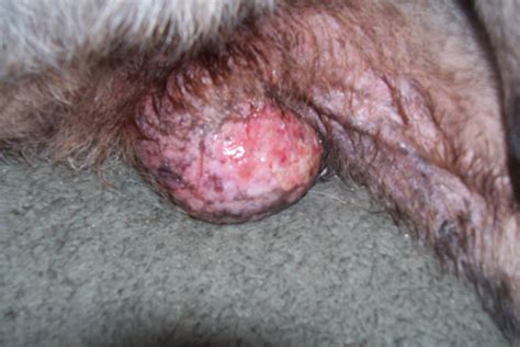 Tumor: Dog Tumors