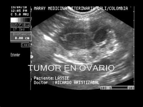 Tumor ovario , canino tumor en ovario , masa en ovario ...