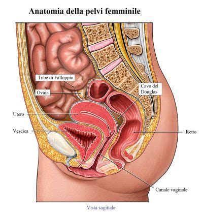 Tumores de ovario, clasificacion, síntomas, tipos ...