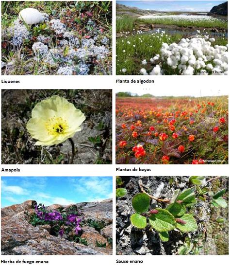 Tundra; Clima, fauna, flora y sus características | OVACEN