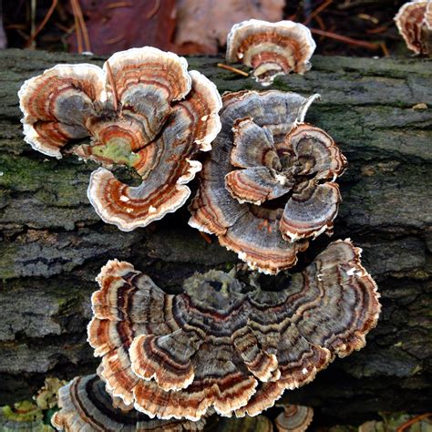 Turkey tail fungi: Nature’s recycling enthusiasts | The St ...