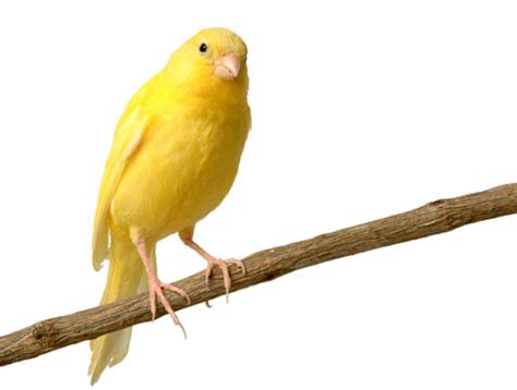 Tus Pajaritos: Tipos de canarios