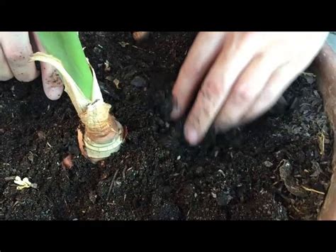 Tutorial plantar semillas de flores y bulbos   YouTube