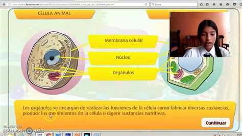 tutorial sobre la celula animal y vegetal   YouTube