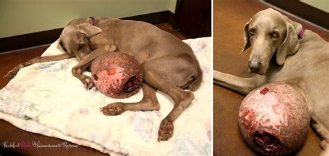 Twelve Pound Tumor Removed from Rescued Weimaraner