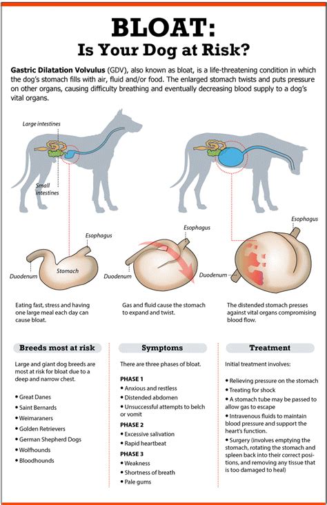 Twisted Stomach in Dogs: Symptoms And Treatment