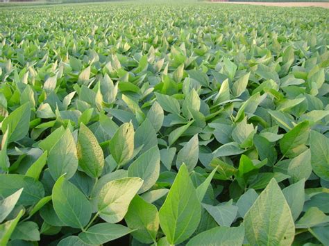 Two GM soybean varieties approved | Agricultural Wire