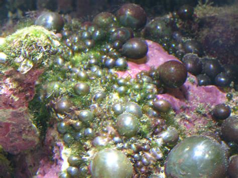 Types of Algae in a Saltwater Aquarium and How to Prevent ...