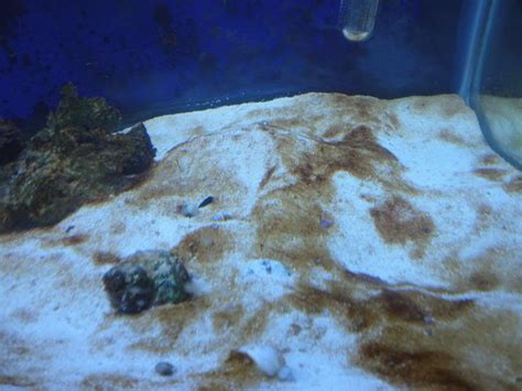 Types of Algae in a Saltwater Aquarium and How to Prevent ...