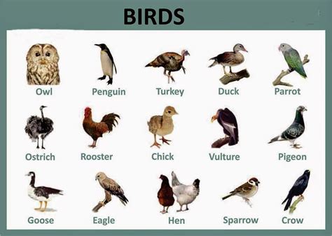 Types Of Birds List