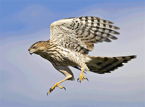 Types Of Birds Of Prey Pictures to Pin on Pinterest ...