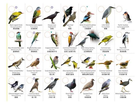 Types Of Birds – WeNeedFun