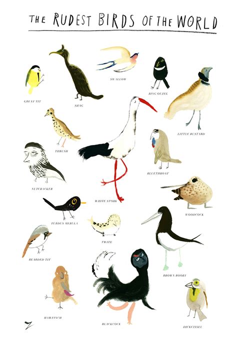 Types Of Birds With Names