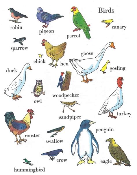 Types of Birds with Names This could be so intriguing ...
