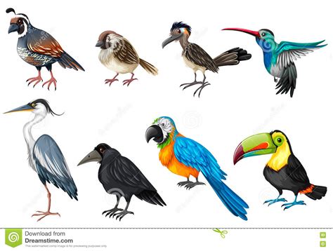 Types Of Birds | www.pixshark.com   Images Galleries With ...