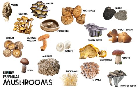 types of edible mushrooms with pictures   Google Search ...