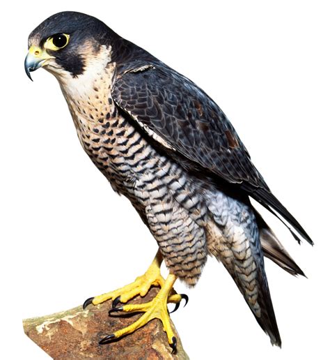 Types of Falcon | Falcon Facts | DK Find Out