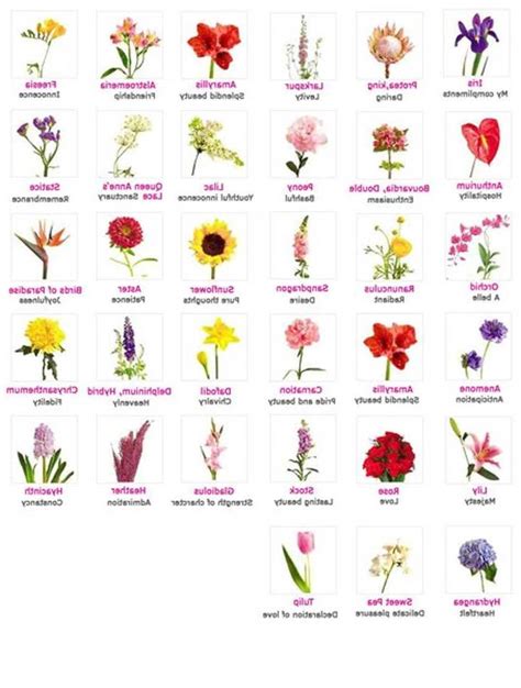 Types of flowers names and photos