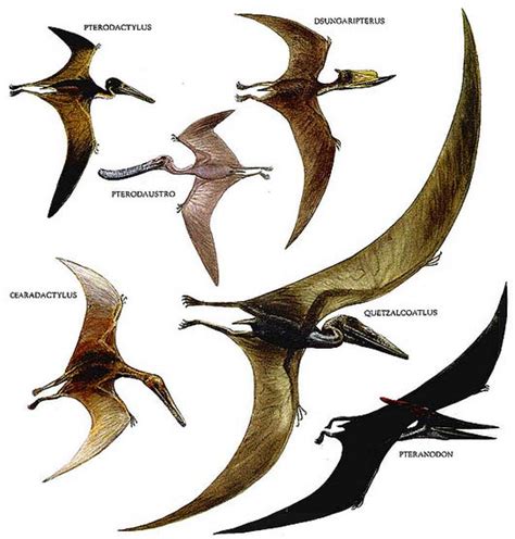 Types Of Flying Dinosaurs | www.pixshark.com   Images ...