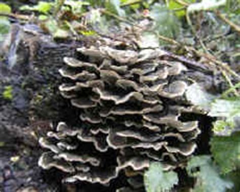 Types of fungi   introduction